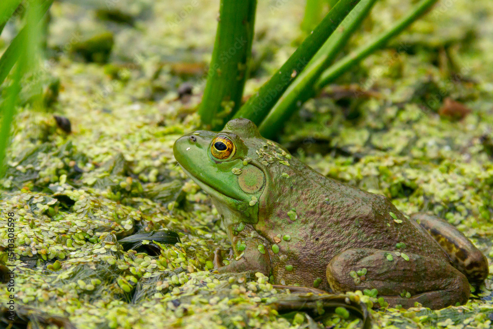 Naklejka premium Frog in a Pond