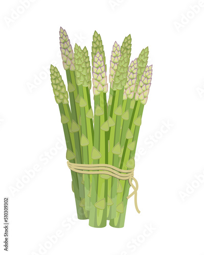 Green asparagus in bunch, flat style vector illustration isolated on white background
