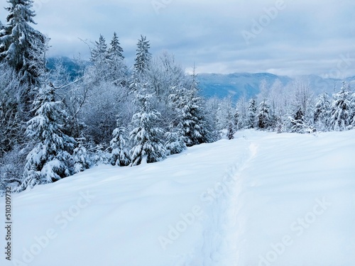 snow covered trees in the mountains © Марічка Шушман