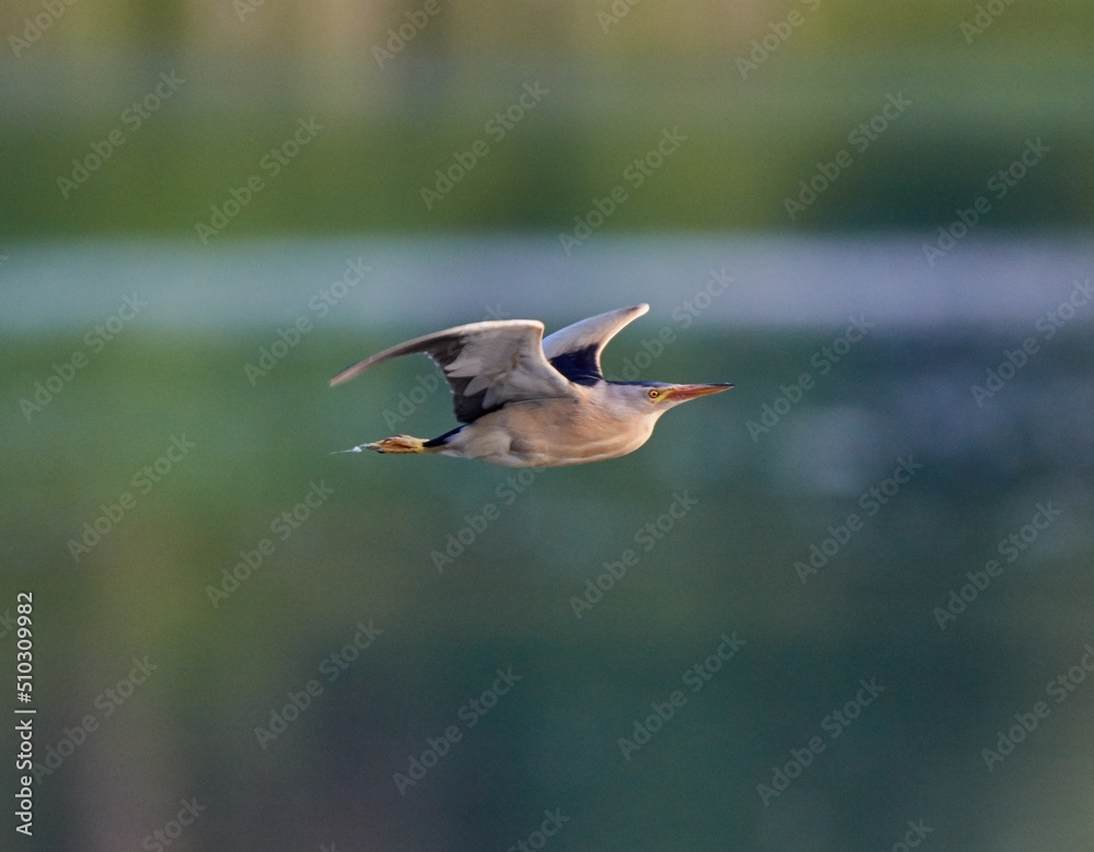 Obraz premium Little bittern flies along the lake