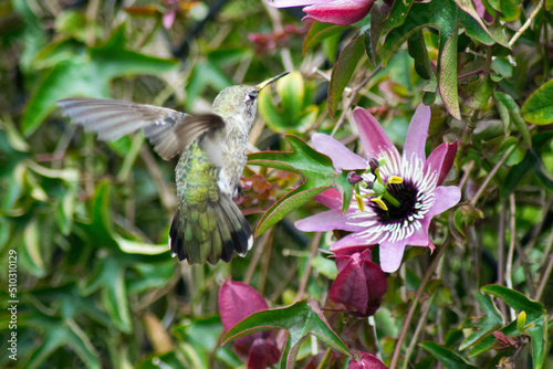 Hummingbird with flower Golden Gate Park San Francisco CA