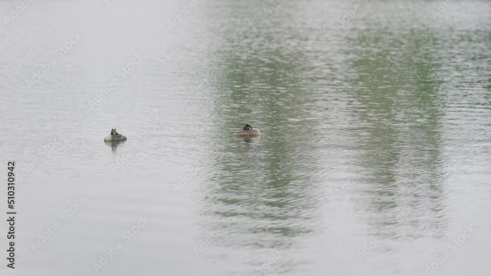 Slow motion of Great crested grebe couple swimming in a pond Slow motion of Great crested grebe couple swimming in a pond