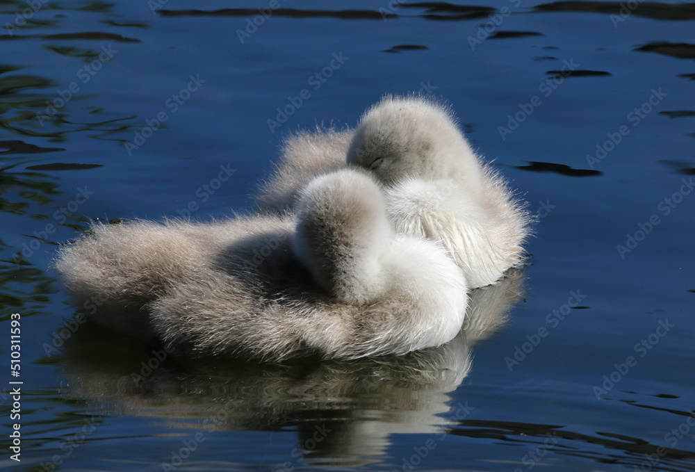 Two swan cygnets asleep while floating on water. Cute chicks with soft fluffy down feathers Two swan cygnets asleep while floating on water. Cute chicks with soft fluffy down feathers