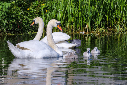 Swan parents with young cygnets swimming in water. Cute baby swans with cob and pen "Cygnus olor". Reflection and ripples in waters. Grand Canal, Dublin, Ireland