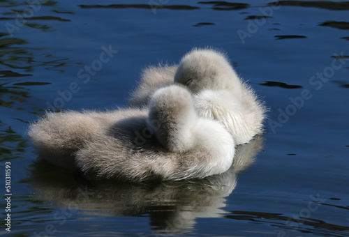 Canvas Print Two swan cygnets asleep while floating on water