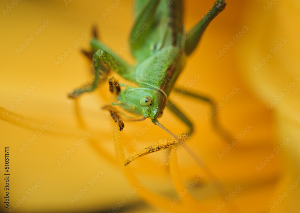Great green bush-cricket (Tettigonia viridissima) inside of an yellow flower. Macro photo of the specie with focus on the head. Great green bush-cricket (Tettigonia viridissima) inside of an yellow flower. Macro photo of the specie with focus on the head.