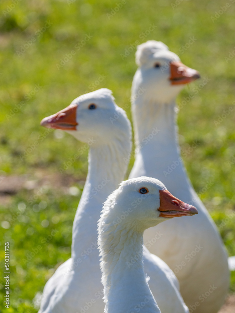 white geese on the farm white geese on the farm