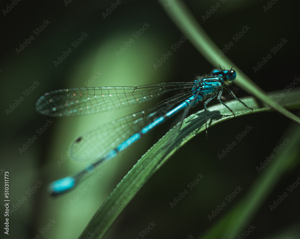 Common blue damselfly ( Enallagma cyathigerum ) resting on grass blade