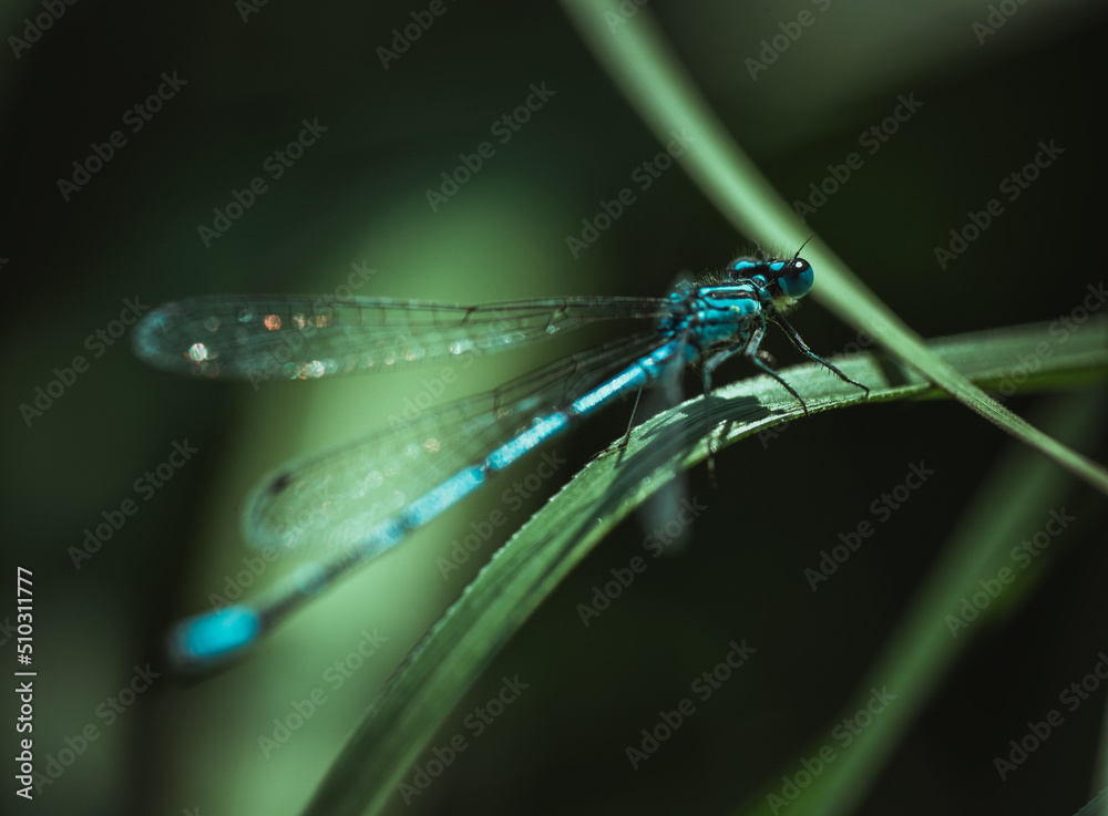 Common blue damselfly ( Enallagma cyathigerum ) resting on grass blade Common blue damselfly ( Enallagma cyathigerum ) resting on grass blade