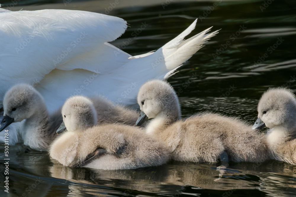 Four cute baby swans swimming on water beside their mother swan. Fluffy cygnets chicks with soft down feathers 