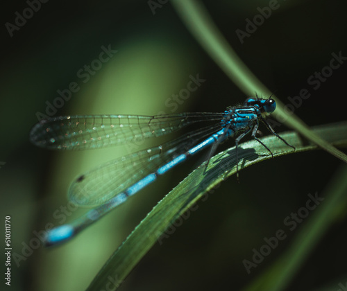 Common blue damselfly ( Enallagma cyathigerum ) resting on grass blade