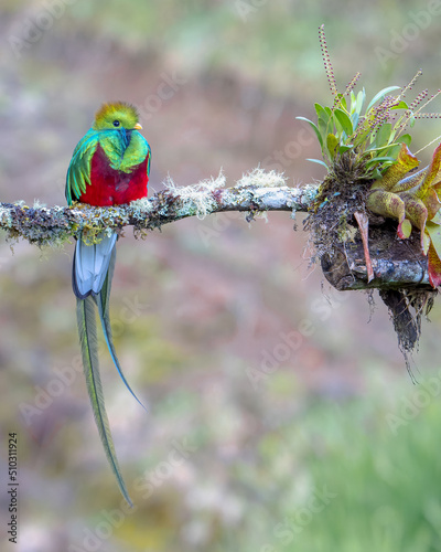 Resplendent Quetzal in Costa Rican Cloud Forest