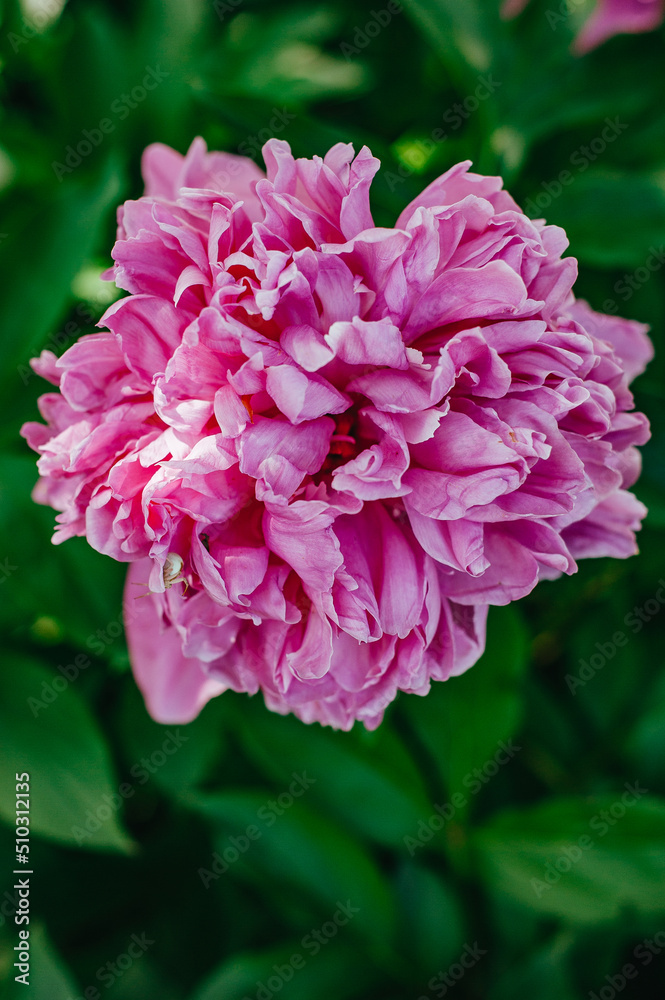 purple peony flower with green leaves around