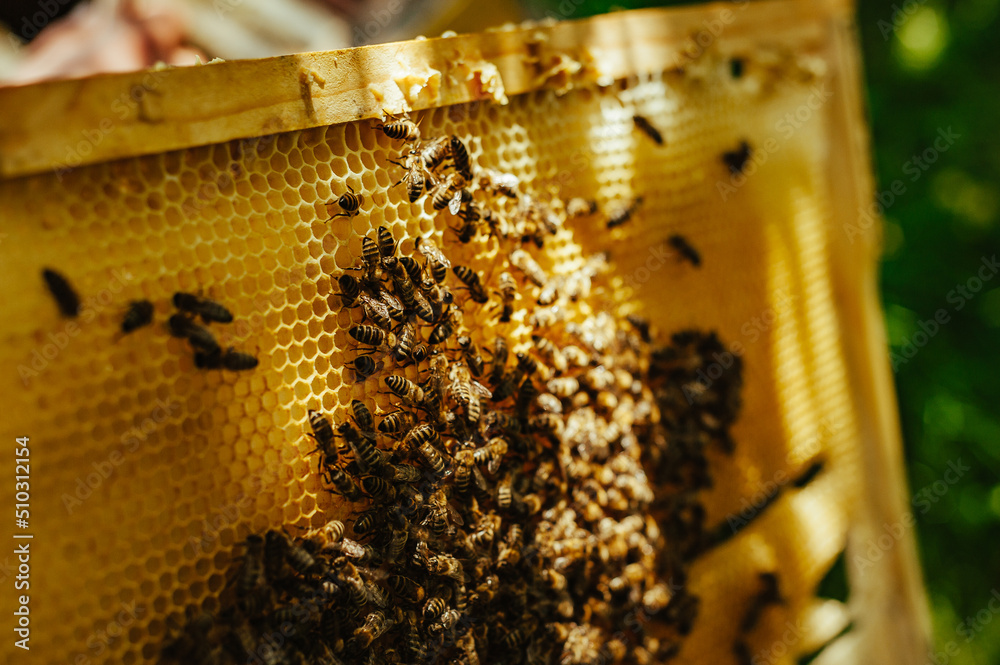 Frames of a bee hive. Beekeeper harvesting honey. The bee smoker is used to calm bees before frame removal. Beekeeper Inspecting Bee Hive Frames of a bee hive. Beekeeper harvesting honey. The bee smoker is used to calm bees before frame removal. Beekeeper Inspecting Bee Hive