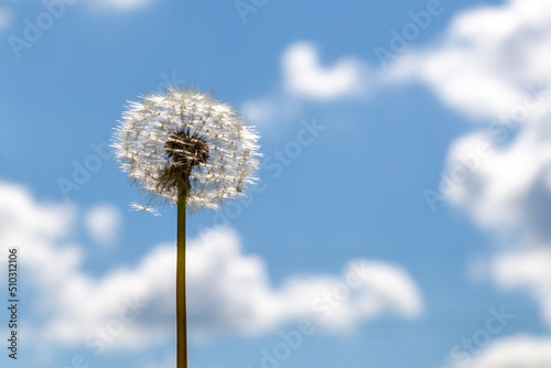 Dandelion with a blue sky with clouds background. Piece and freedom  spring is in the air concept. 