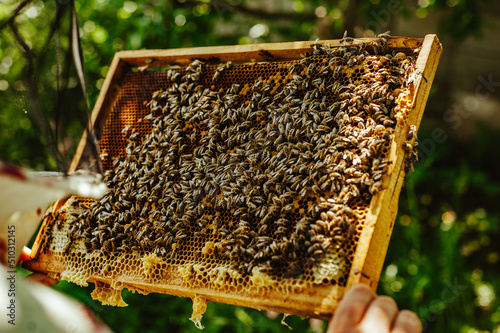 Frames of a bee hive. Beekeeper harvesting honey. The bee smoker is used to calm bees before frame removal. Beekeeper Inspecting Bee Hive