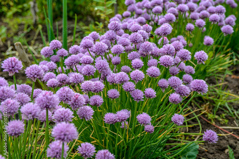 Chives, Allium schoenoprasum purple flowers and leaves Chives, Allium schoenoprasum purple flowers and leaves