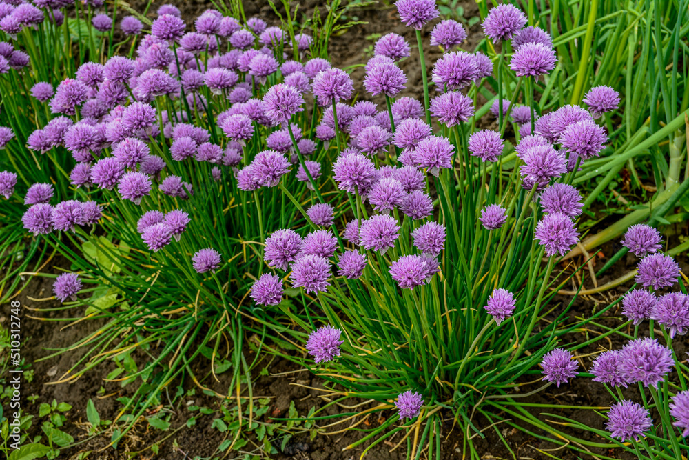 Obraz premium Chives, Allium schoenoprasum purple flowers and leaves