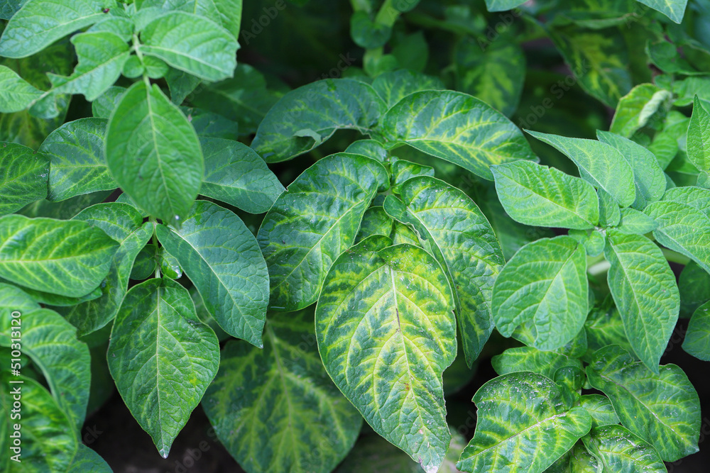 Nutrient deficiency on potato leaves. Symptoms, yellowing of leaves ...