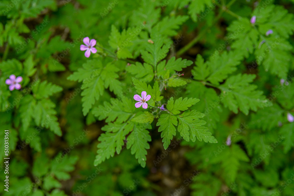 Geranium (Geranium robertianum) grows in the wild . Geranium (Geranium robertianum) grows in the wild .
