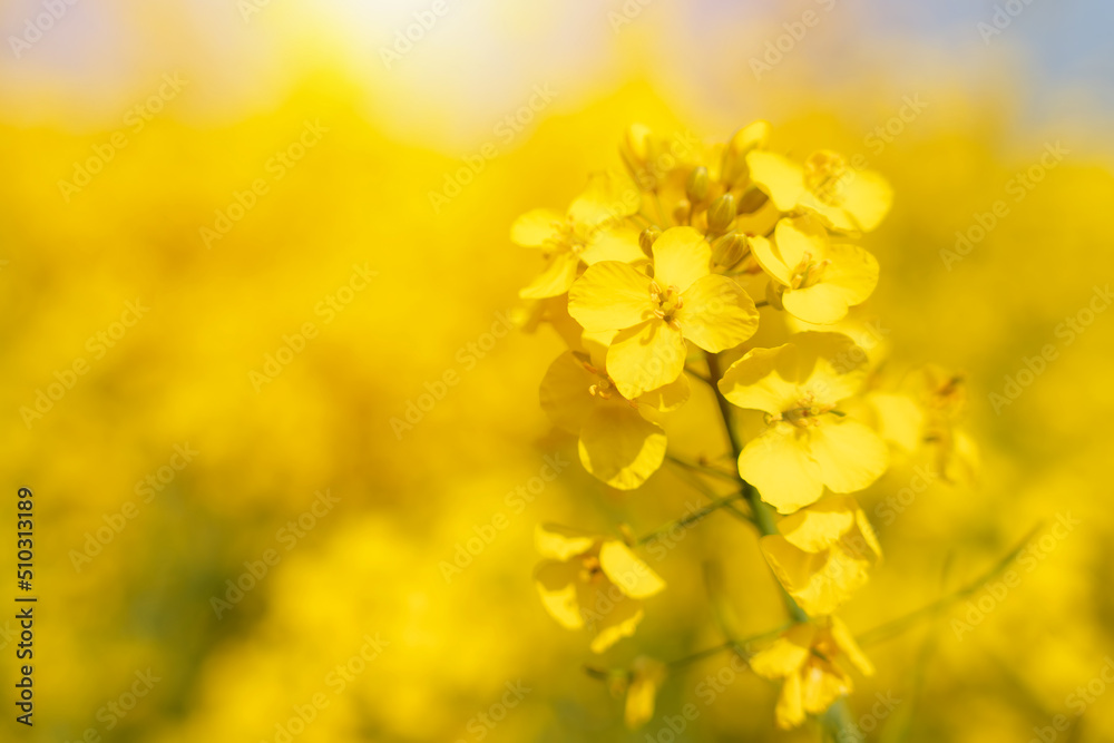 rapeseed flower on a rapeseed field background Space for text rapeseed flower on a rapeseed field background Space for text