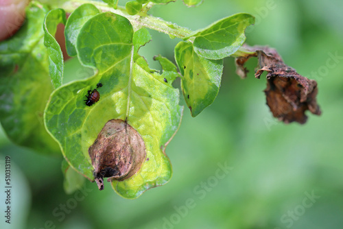 Potato late blight Phytophthora infestans infection focus in potato crop