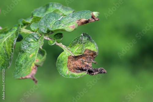 Potato late blight Phytophthora infestans infection focus in potato crop photo