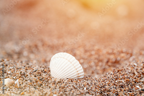 shell on the beach against sea at sunset