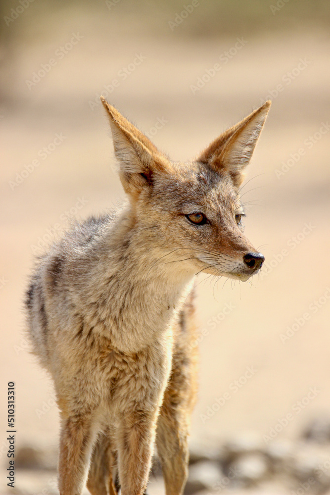 Black-backed Jackal in the Kgalagadi