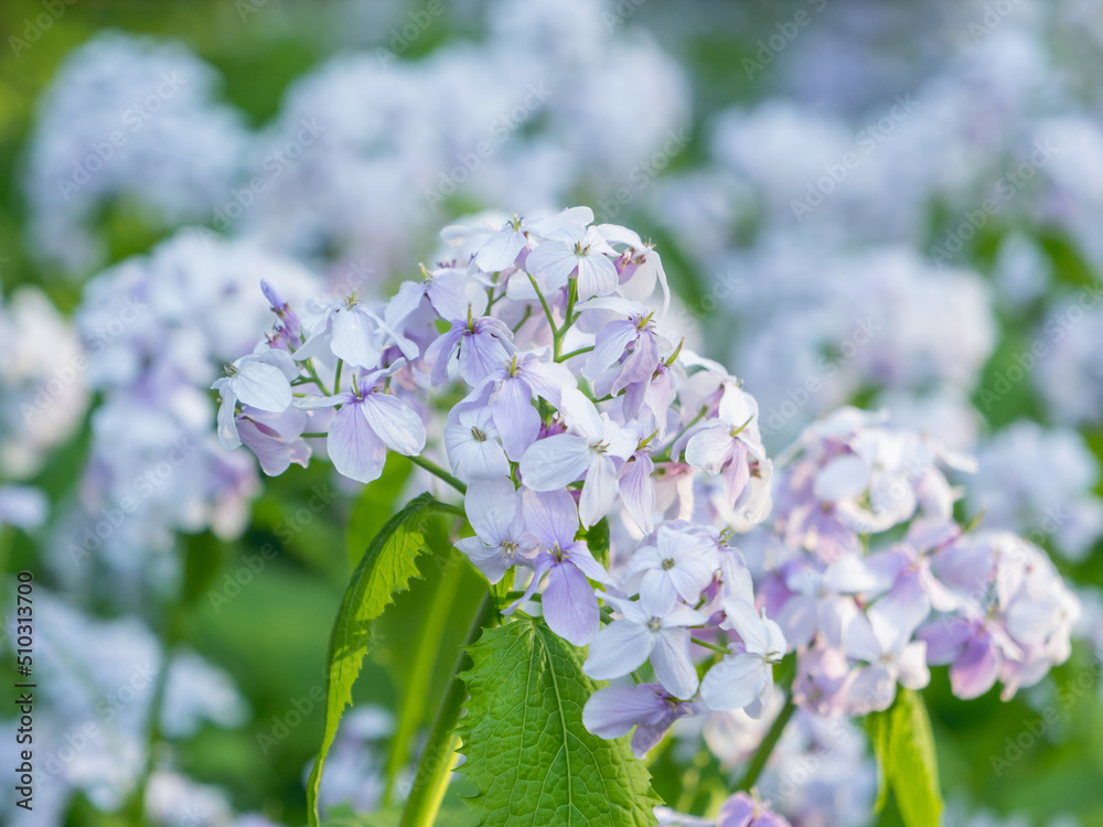 Lunaria rediviva, known as perennial honesty. Beautiful light purple flowers in bloom. Lunaria rediviva, known as perennial honesty. Beautiful light purple flowers in bloom.
