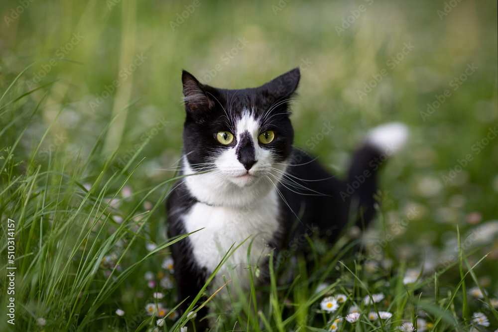 Black and white cat on a green blurred background on a lawn with flowers. Selective focus