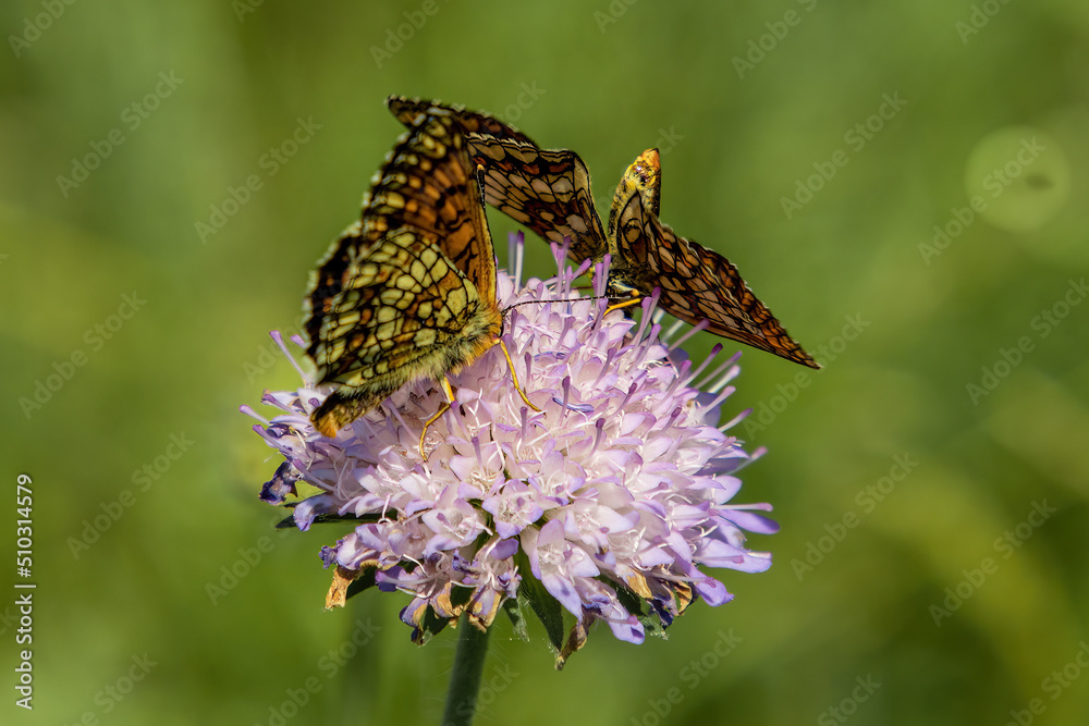 A solitary flower in a large meadow Garlic angular Allium angulosum in an overlapping meadow - purple flowers in the meadow A solitary flower in a large meadow Garlic angular Allium angulosum in an overlapping meadow - purple flowers in the meadow
