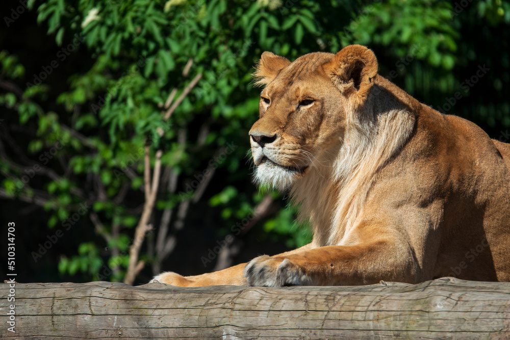 Beautiful lioness laying on the tree. Beautiful lioness laying on the tree.