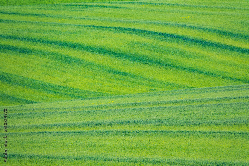 Wheat field waves background.