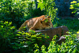Female lion laying on the stone in a sunny day.