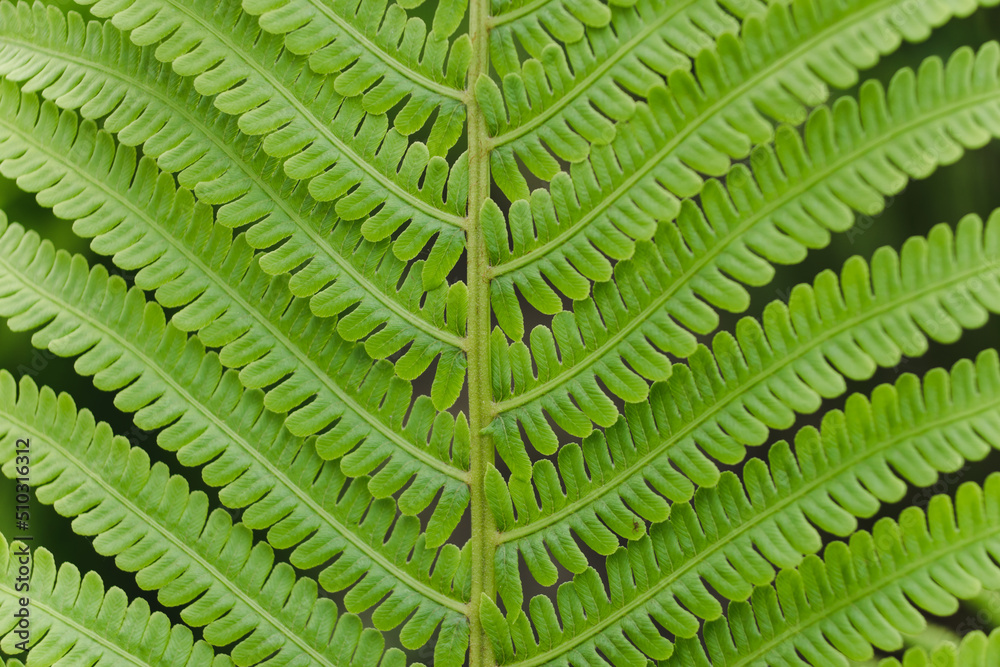 Fresh green fern backgrounds. Big green leaf in the field closeup Fresh green fern backgrounds. Big green leaf in the field closeup