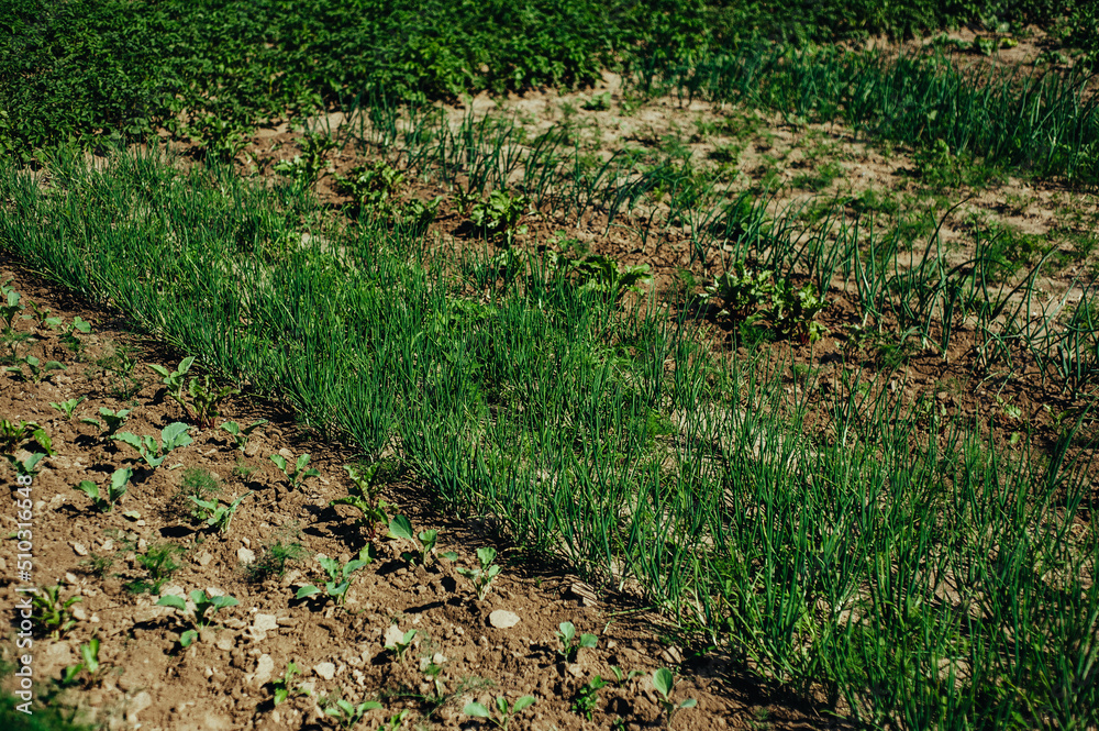 small rural garden where tomatoes grow, potatoes, lettuce, beets, organic products, healthy food, vegetarianism small rural garden where tomatoes grow, potatoes, lettuce, beets, organic products, healthy food, vegetarianism