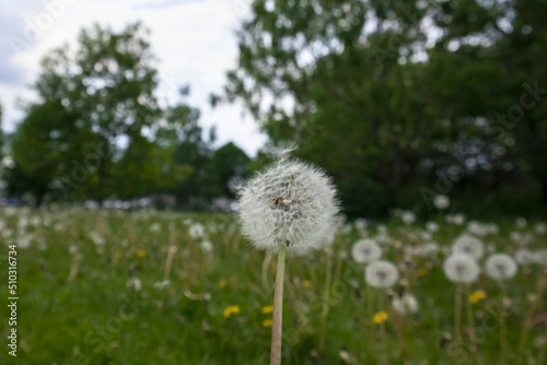 the head of a white dandelion close-up in a meadow. blurry background