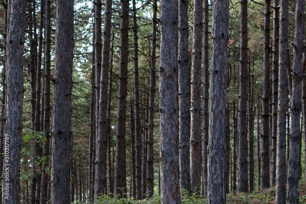 closeup of thin trunks of tall trees in North Macedonia closeup of thin trunks of tall trees in North Macedonia