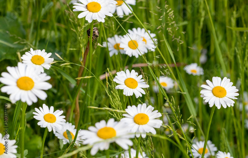 Great view of the blooming daisies in the natural meadow. National plant in Latvia. Summer Solstice. Midsummer night. 