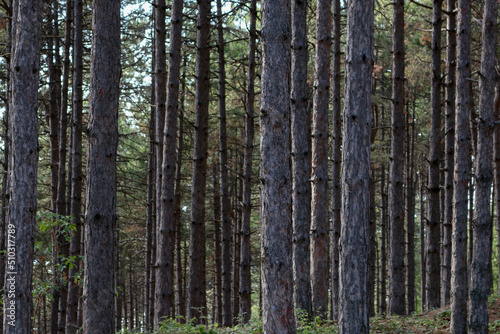 Fototapeta Naklejka Na Ścianę i Meble -  closeup of thin trunks of tall trees in North Macedonia