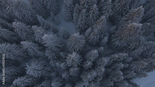 Aerial view on forest and trees covered with snow and fog at mountain.