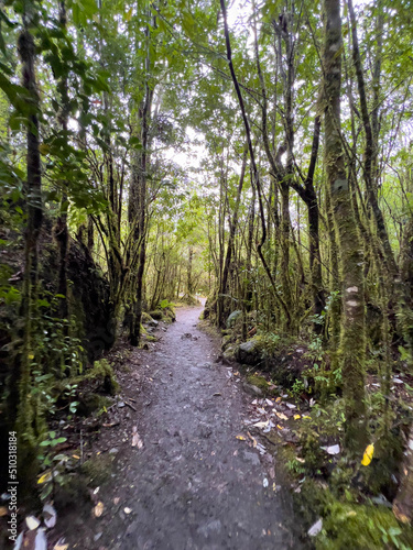 path in the forest