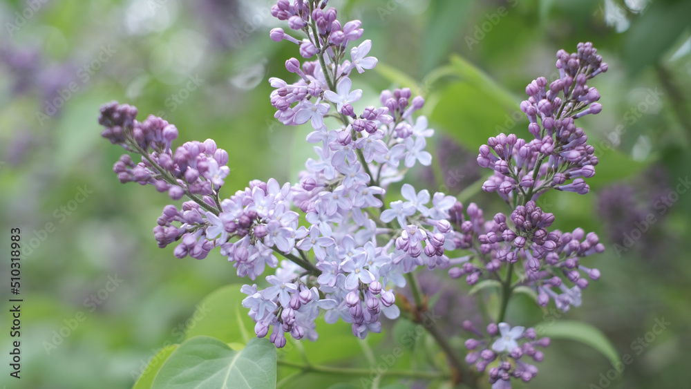 Bright natural background for your projects from violet lilac flowers against the background of green trees Bright natural background for your projects from violet lilac flowers against the background of green trees