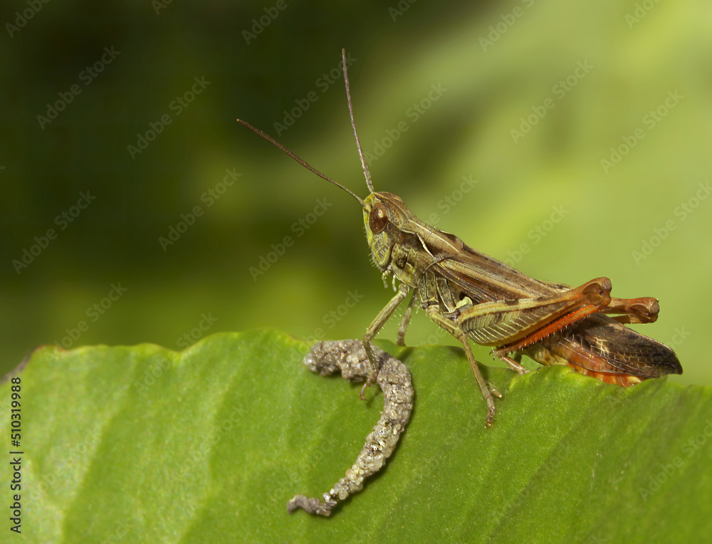 Little grasshopper with a catch on a green leaf. Macro of a grasshopper with a larva on a vegetable leaf. Little grasshopper with a catch on a green leaf. Macro of a grasshopper with a larva on a vegetable leaf.