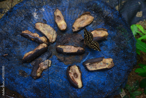 close up of dried fish © sherri
