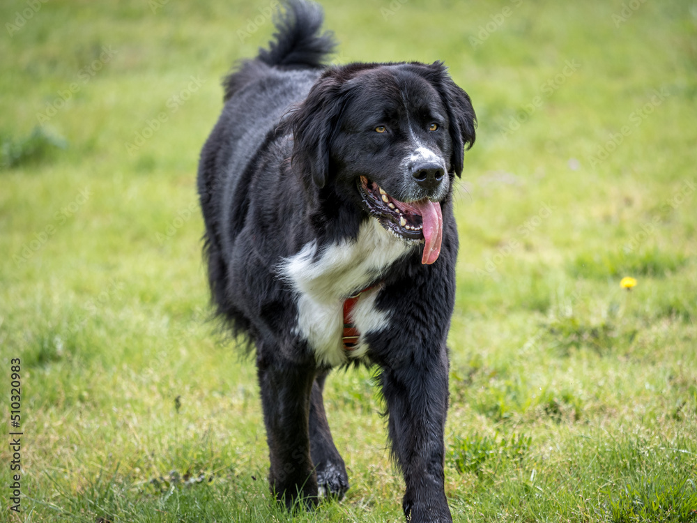 Beautiful dog having fun at the park