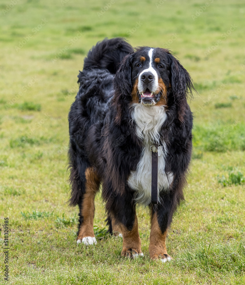 Bernese Mountain Dog standing proud