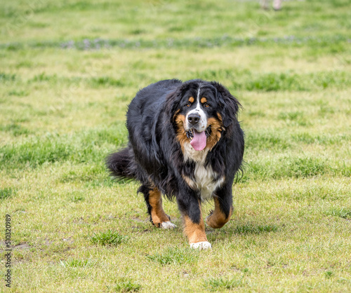 Large Bernese Mountain Dog walking in a field