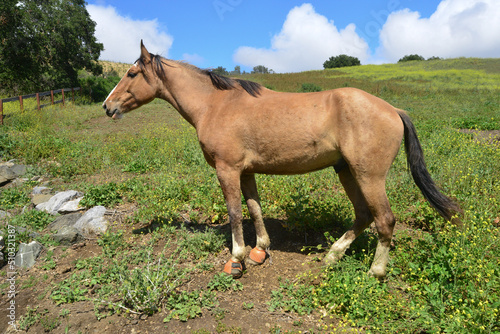 horse in the field